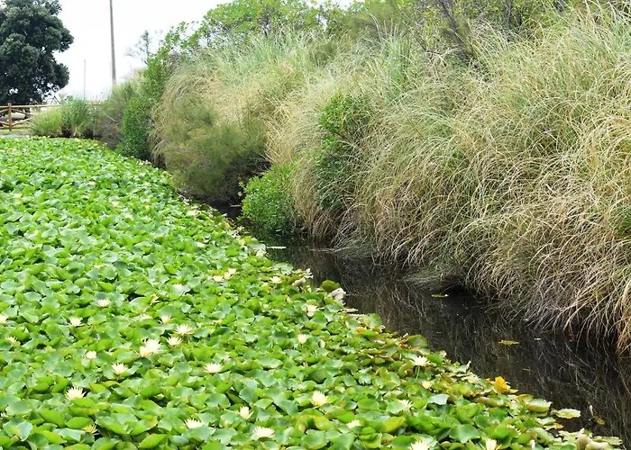 Oceânica 1 Figueira da Foz