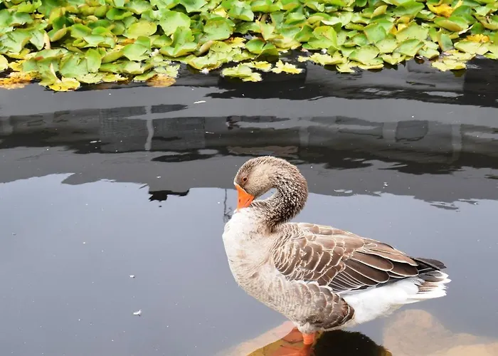 Oceânica 1 * Figueira da Foz