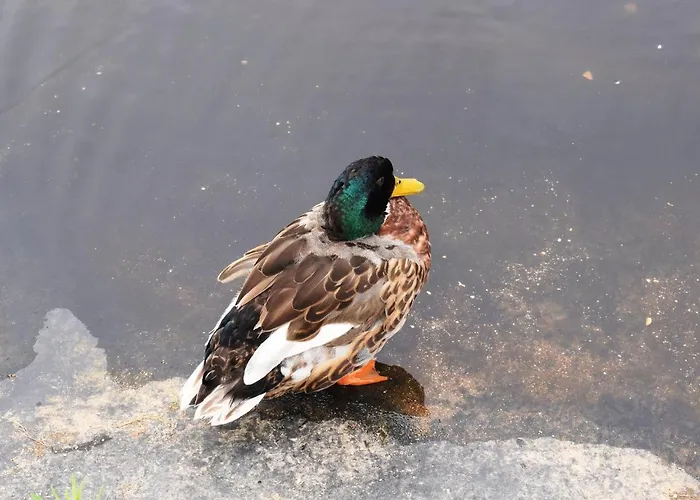 Oceânica 1 Figueira da Foz